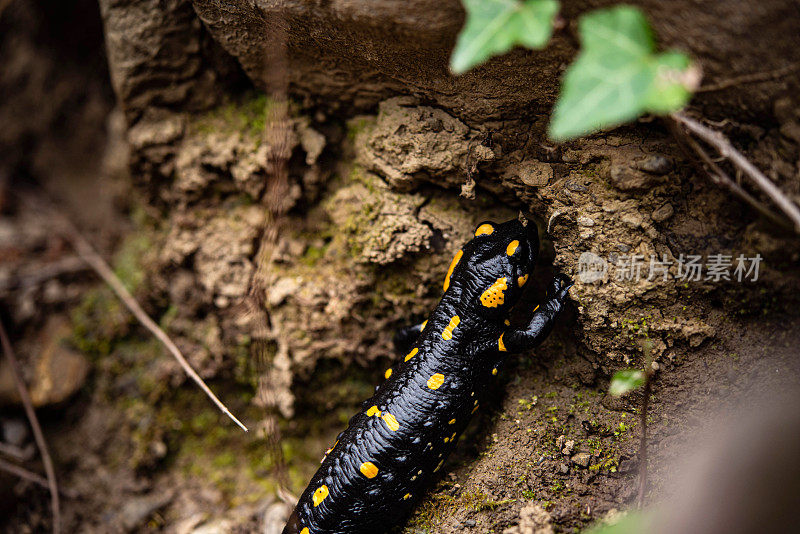 大自然中的火鲵(Salamandra Salamandra)特写